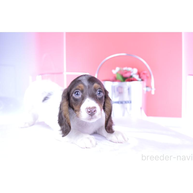 成約済の愛知県のミニチュアダックスフンド(ロングヘアード)-409269の8枚目