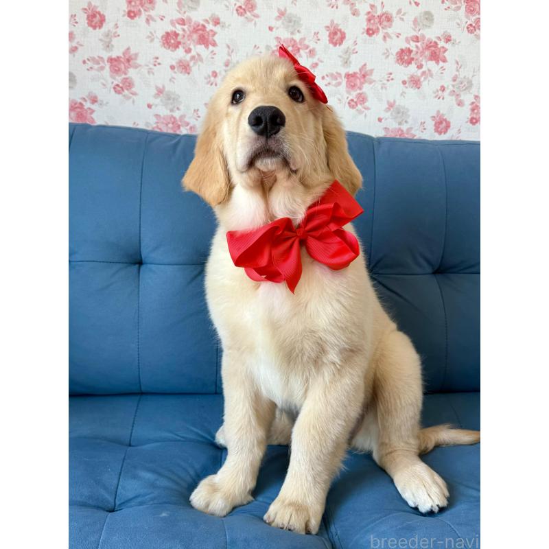 成約済の静岡県のゴールデンレトリーバー-413060の9枚目