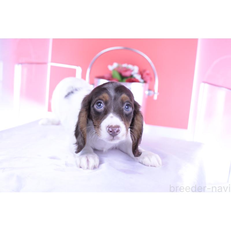 成約済の愛知県のミニチュアダックスフンド(ロングヘアード)-409269の7枚目