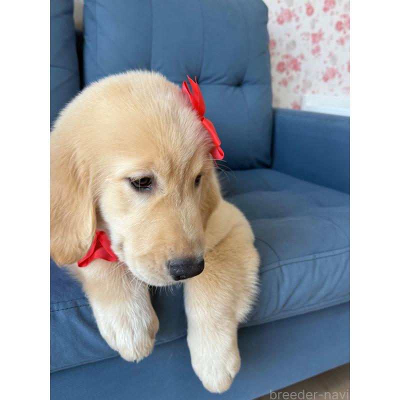 成約済の静岡県のゴールデンレトリーバー-413060の8枚目