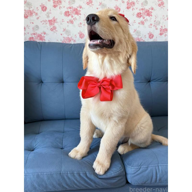 成約済の静岡県のゴールデンレトリーバー-413060の7枚目