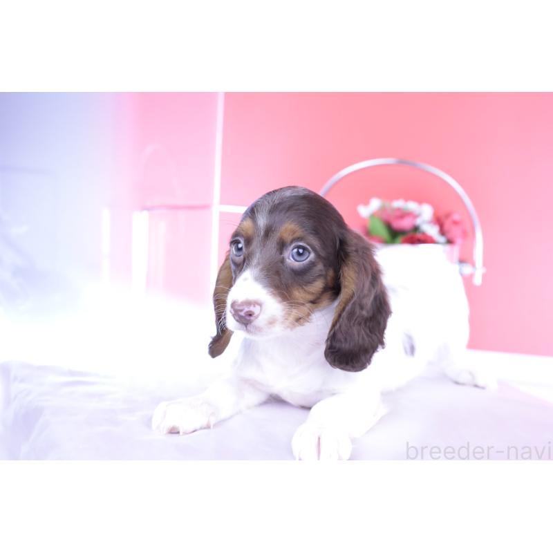 成約済の愛知県のミニチュアダックスフンド(ロングヘアード)-409269の4枚目