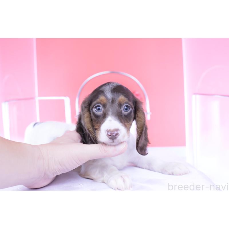 成約済の愛知県のミニチュアダックスフンド(ロングヘアード)-409269の3枚目