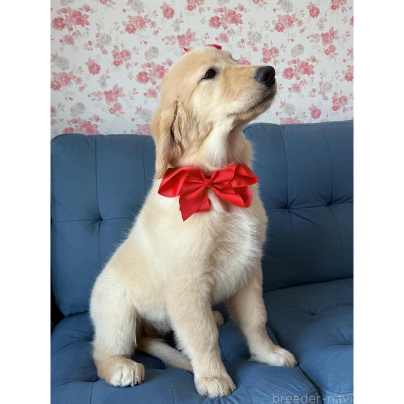 成約済の静岡県のゴールデンレトリーバー-413060の5枚目