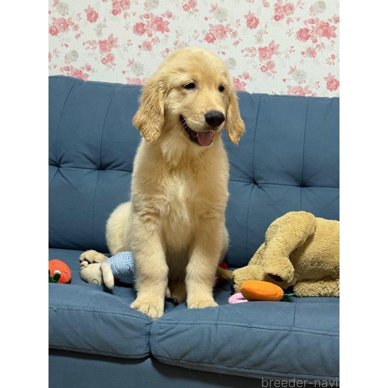 成約済の静岡県のゴールデンレトリーバー-413060の3枚目