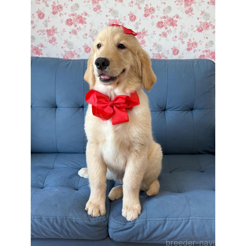 成約済の静岡県のゴールデンレトリーバー-413060の2枚目