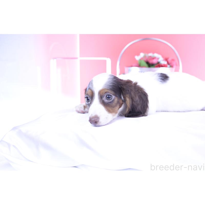 成約済の愛知県のミニチュアダックスフンド(ロングヘアード)-409266の13枚目