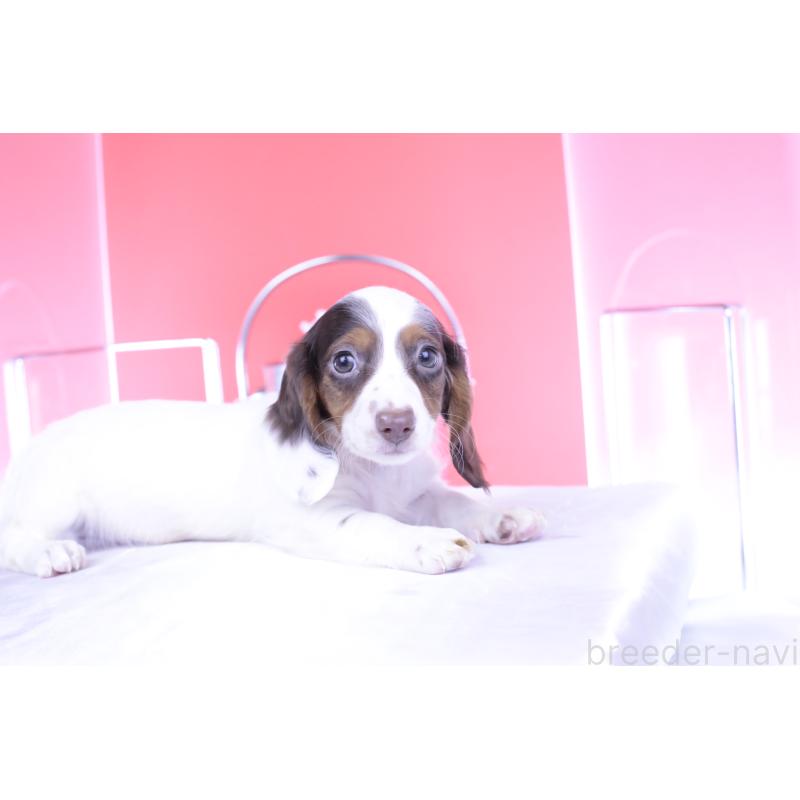 成約済の愛知県のミニチュアダックスフンド(ロングヘアード)-409266の9枚目