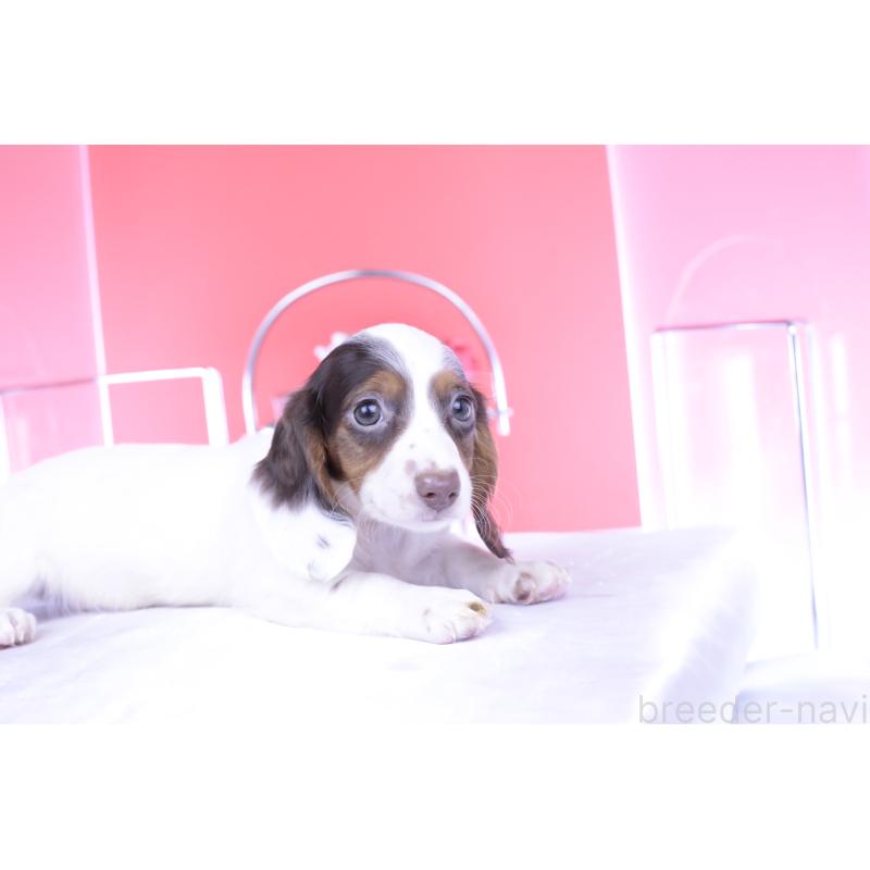 成約済の愛知県のミニチュアダックスフンド(ロングヘアード)-409266の8枚目