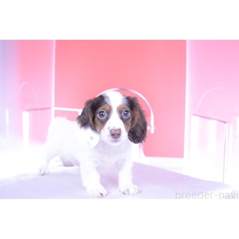 成約済の愛知県のミニチュアダックスフンド(ロングヘアード)-409266の7枚目