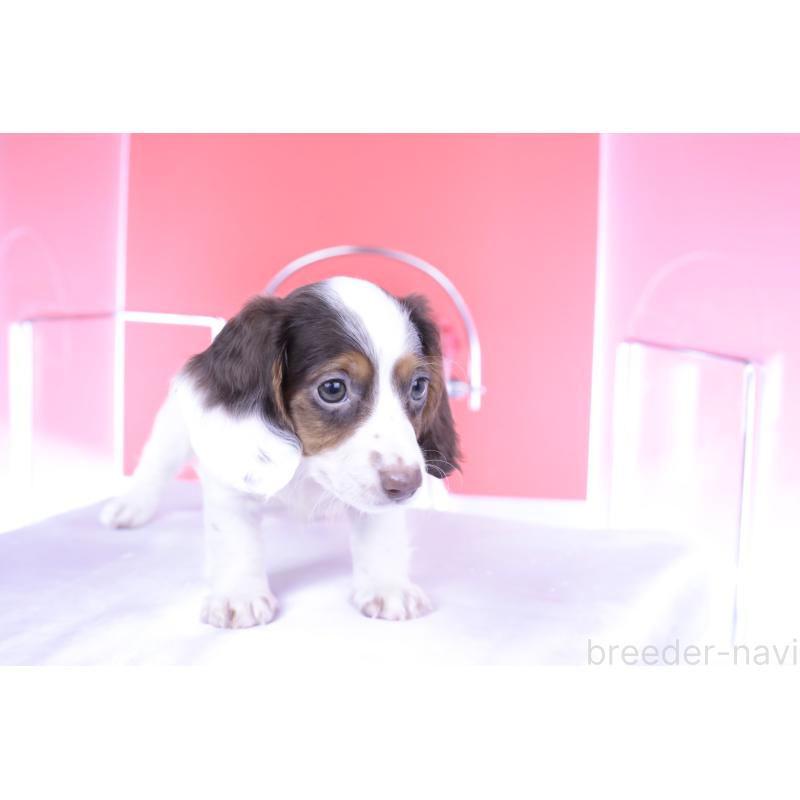 成約済の愛知県のミニチュアダックスフンド(ロングヘアード)-409266の3枚目