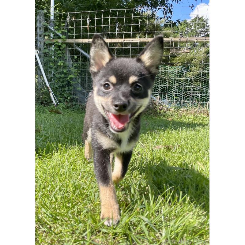 販売中の大分県のミックス犬-403777の2枚目