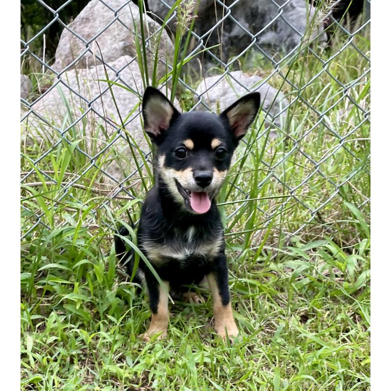 販売中の大分県のミックス犬-403775の2枚目