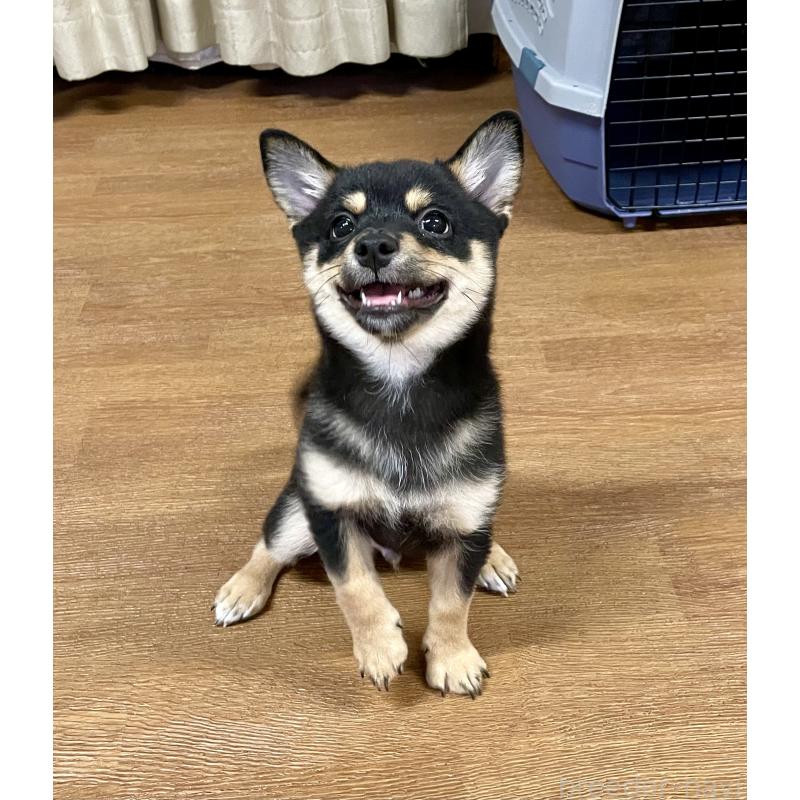 販売中の大分県のミックス犬-403770の4枚目
