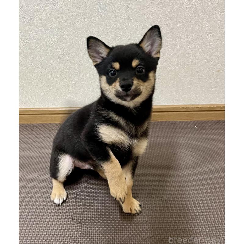 販売中の大分県のミックス犬-403770の3枚目
