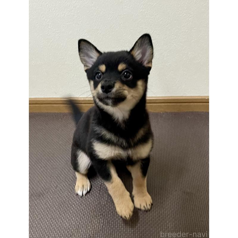 販売中の大分県のミックス犬-403770の2枚目