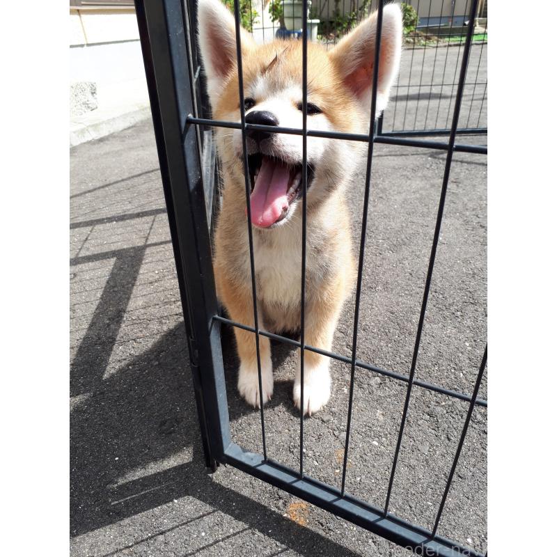 販売中の宮城県の秋田犬-408461の4枚目