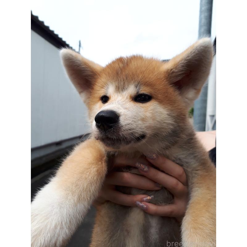 販売中の宮城県の秋田犬-408461の3枚目