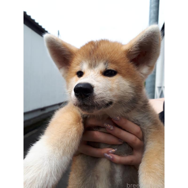 販売中の宮城県の秋田犬-408461の2枚目