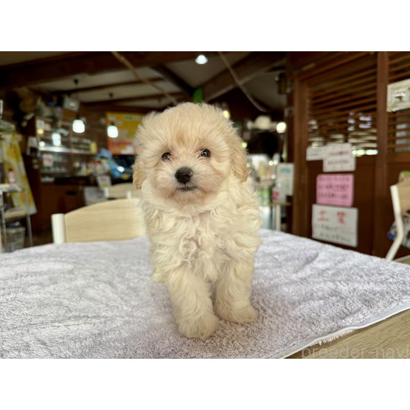 販売中の長野県のポメプー:ポメラニアン×トイプードル-413873の3枚目