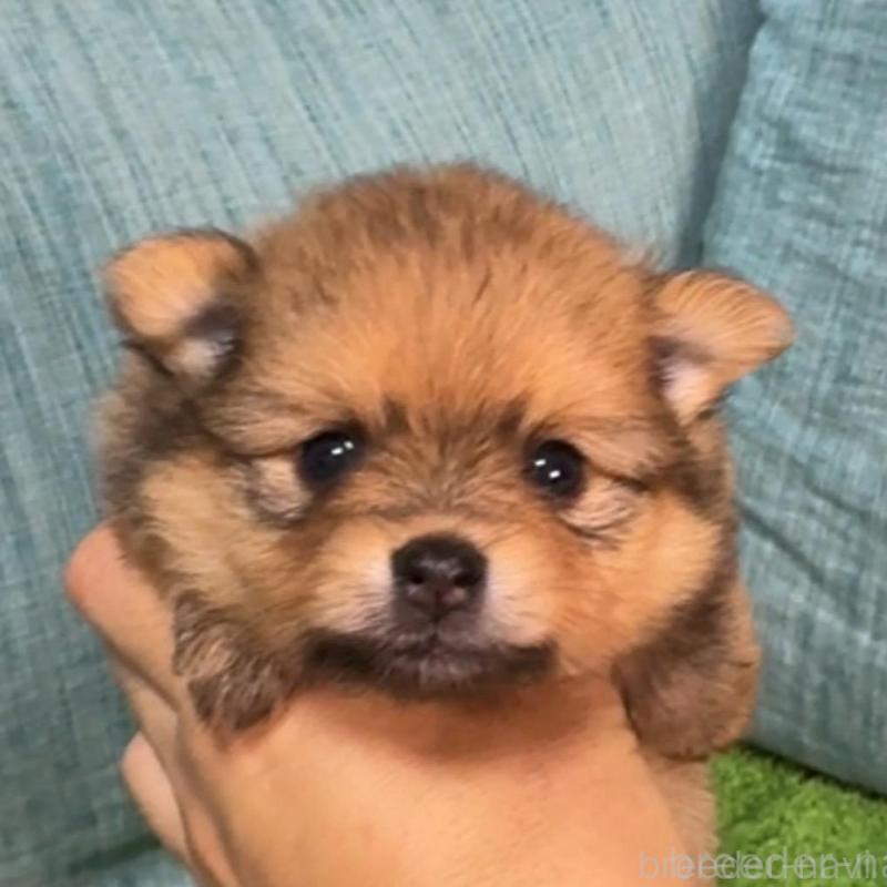 販売中の岡山県のポメラニアン-413871の1枚目