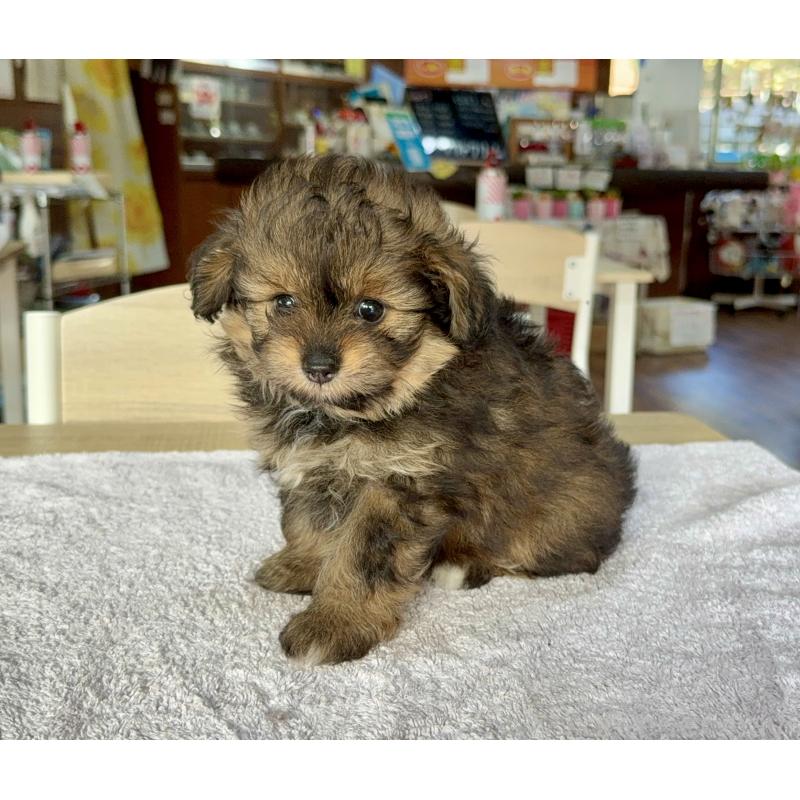 販売中の長野県のポメプー:ポメラニアン×トイプードル-413875の3枚目