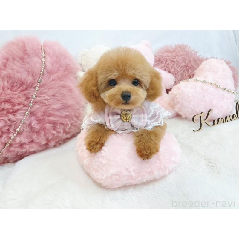 成約済の大阪府のティーカッププードル-402463の2枚目