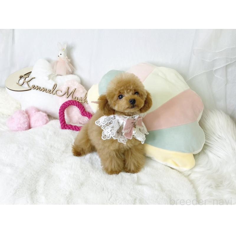 成約済の大阪府のティーカッププードル-390874の2枚目