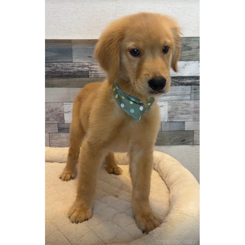 成約済の茨城県のゴールデンレトリーバー-407127の4枚目