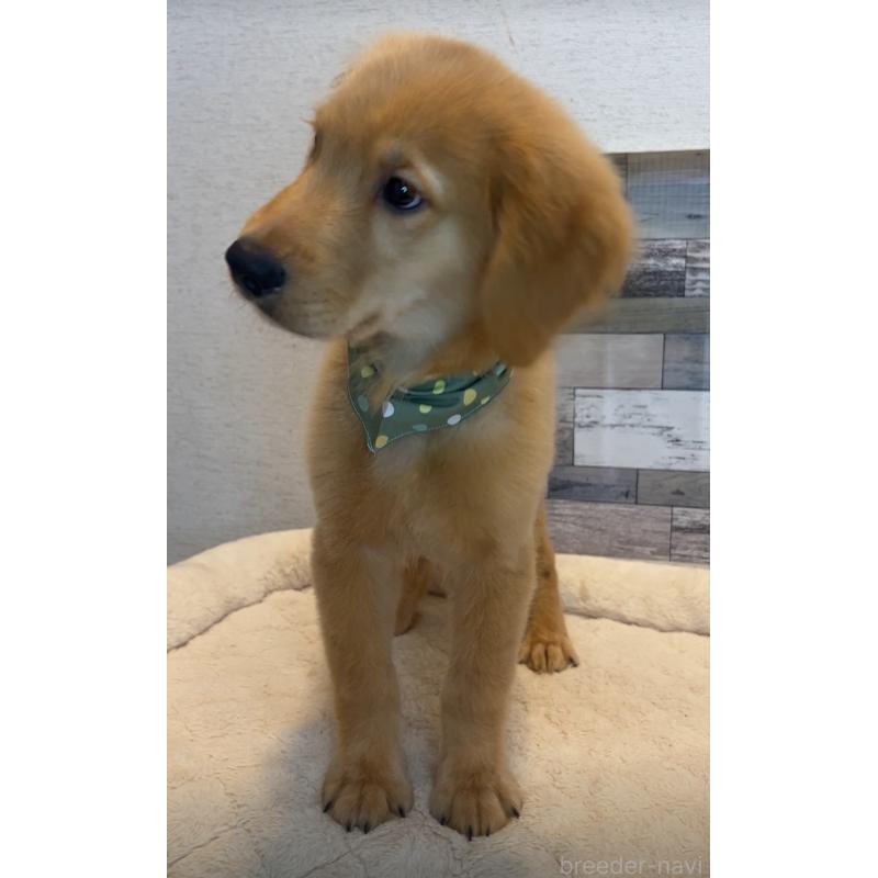 成約済の茨城県のゴールデンレトリーバー-407127の3枚目