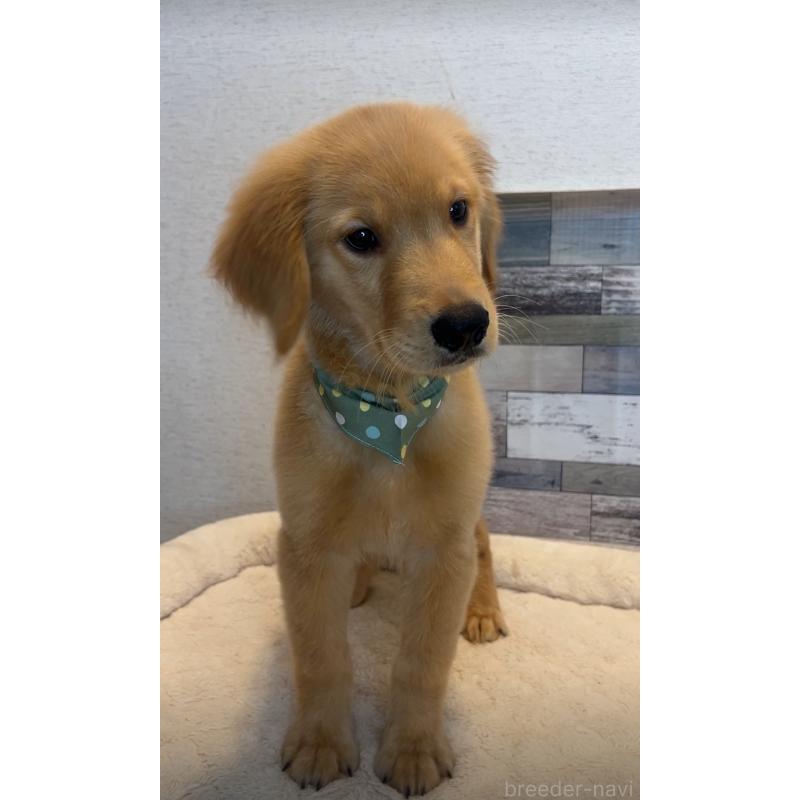 成約済の茨城県のゴールデンレトリーバー-407127の2枚目