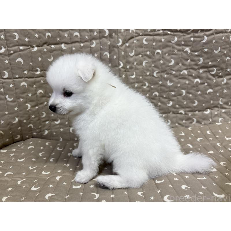 成約済の千葉県の日本スピッツ-413252の15枚目