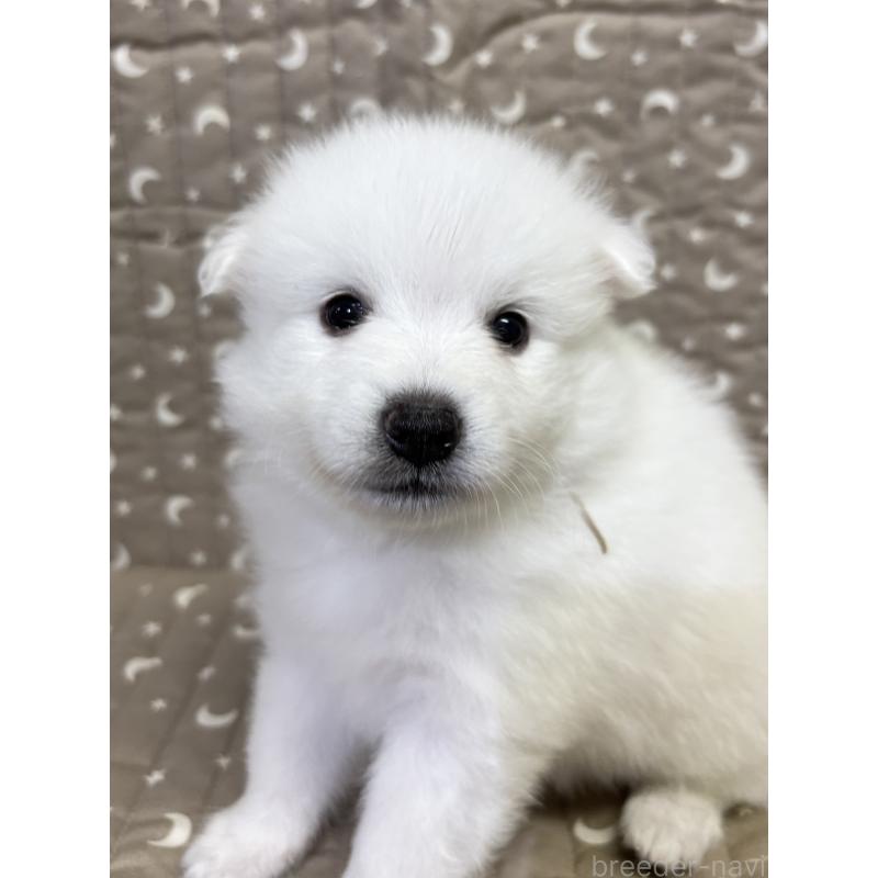 成約済の千葉県の日本スピッツ-413252の14枚目