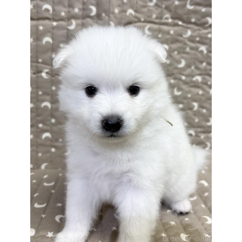 成約済の千葉県の日本スピッツ-413252の13枚目