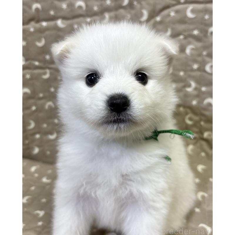 成約済の千葉県の日本スピッツ-413251の9枚目