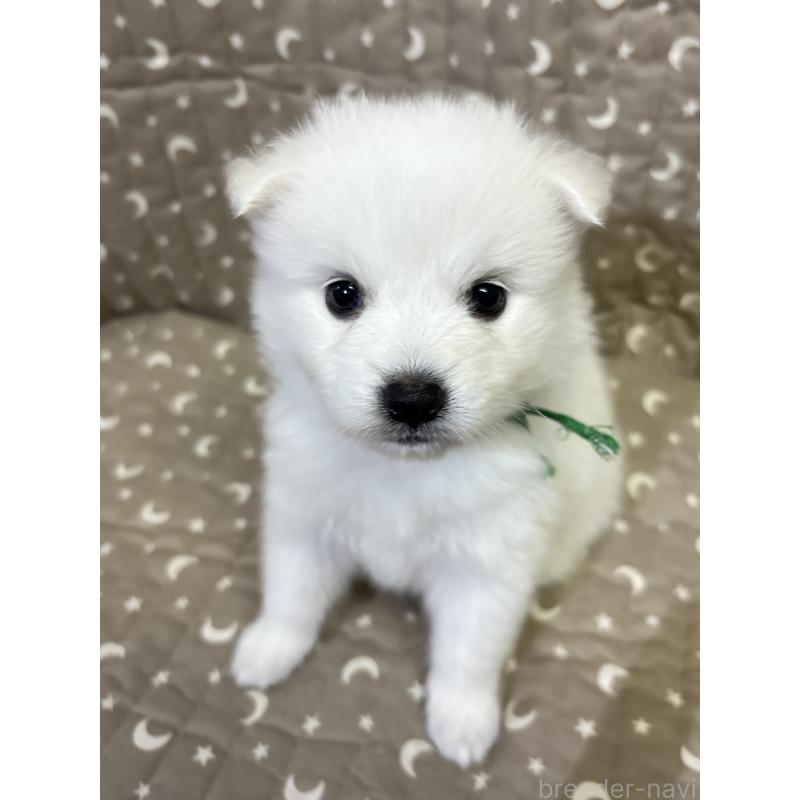 成約済の千葉県の日本スピッツ-413251の8枚目