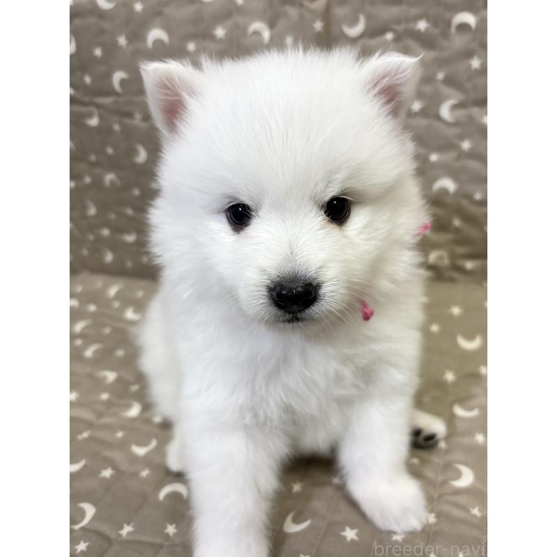 成約済の千葉県の日本スピッツ-413249の15枚目