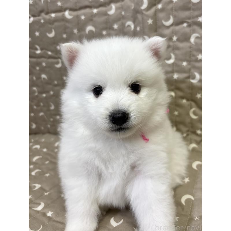 成約済の千葉県の日本スピッツ-413249の14枚目