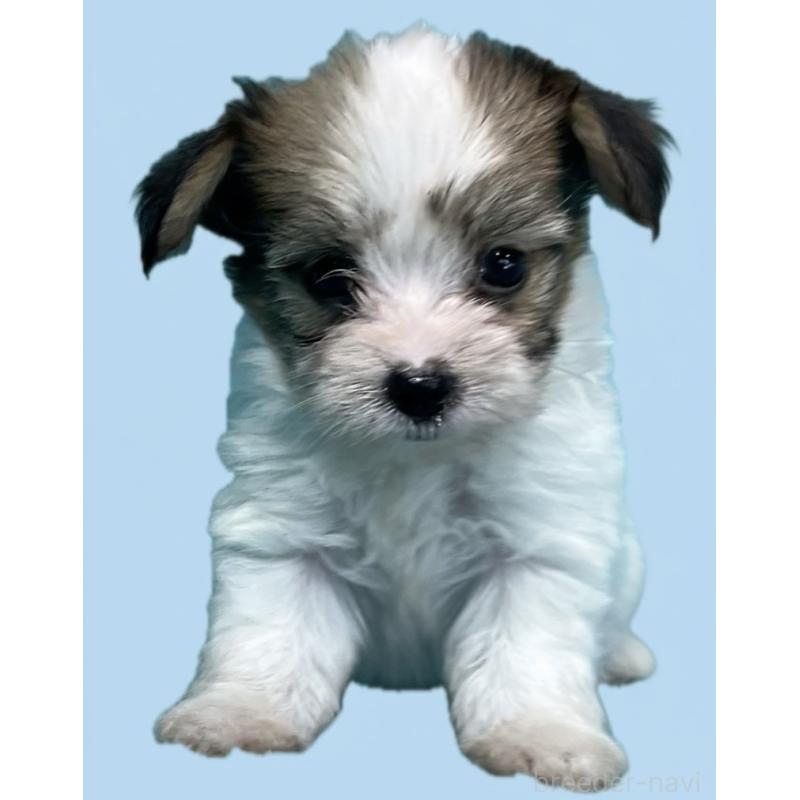 販売中の兵庫県のミックス犬-411026
