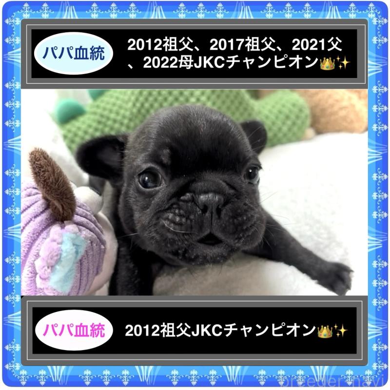 販売中の大阪府のフレンチブルドッグ-413891