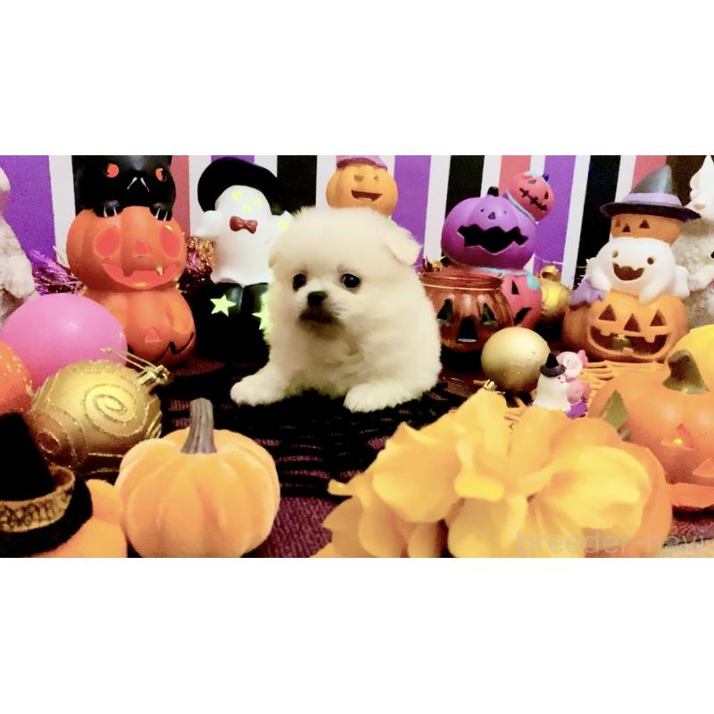 販売中の北海道のミックス犬-408392の2枚目