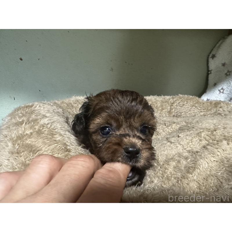 販売中の大阪府のミックス犬-413904の1枚目