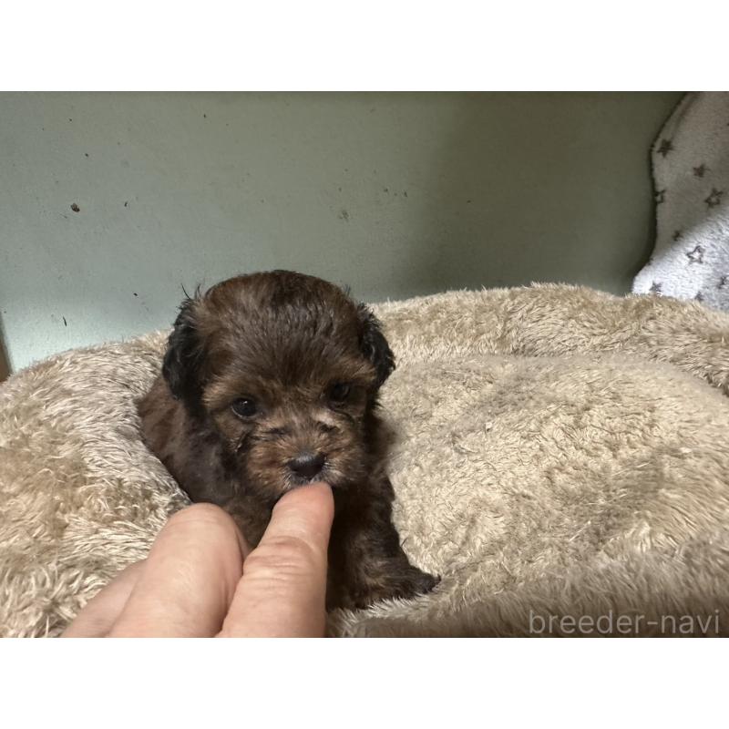 販売中の大阪府のミックス犬-413904の20枚目