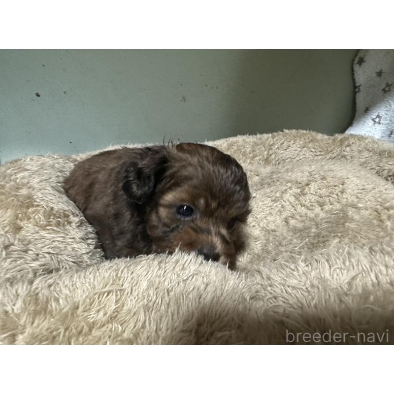 販売中の大阪府のミックス犬-413904の19枚目