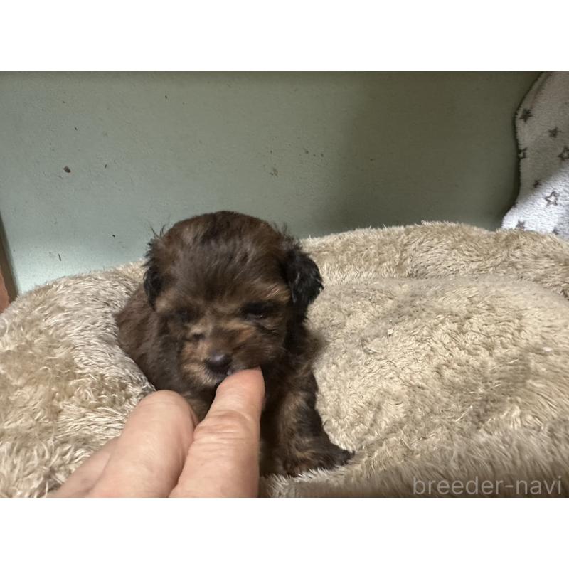 販売中の大阪府のミックス犬-413904の18枚目