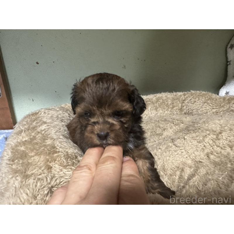 販売中の大阪府のミックス犬-413904の17枚目