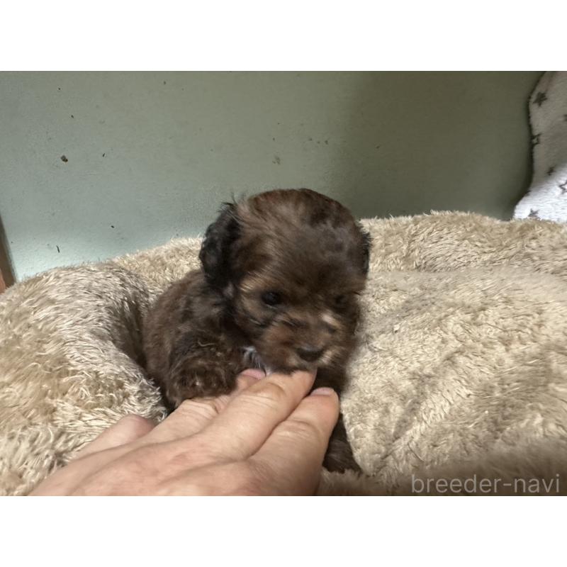 販売中の大阪府のミックス犬-413904の16枚目
