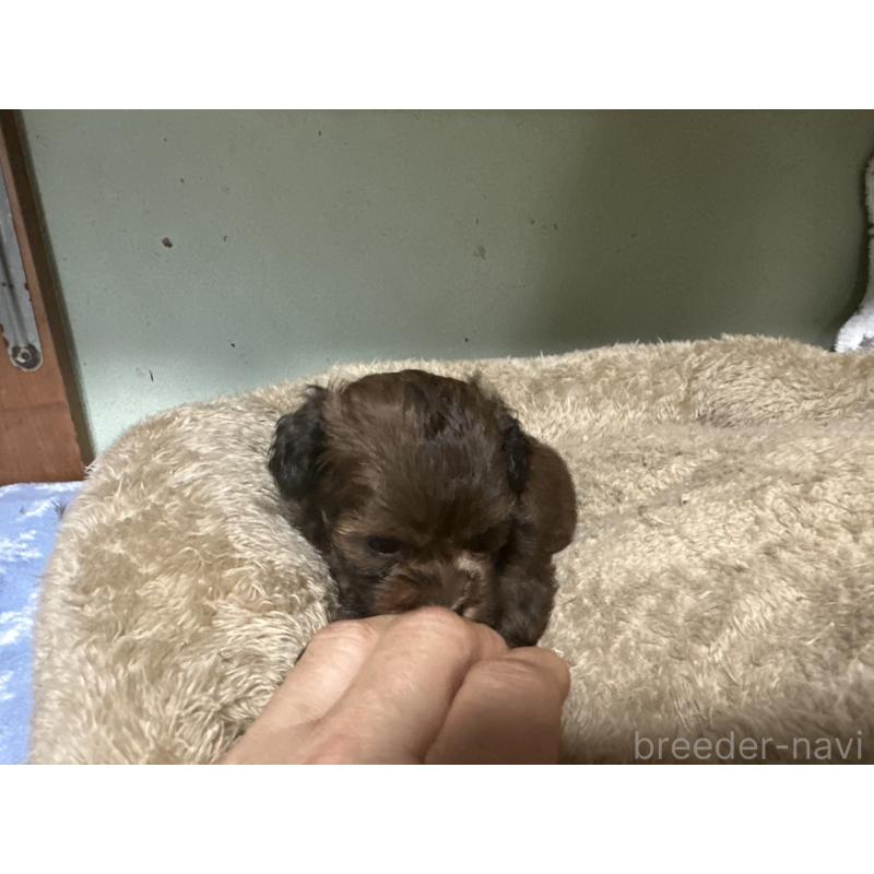 販売中の大阪府のミックス犬-413904の15枚目