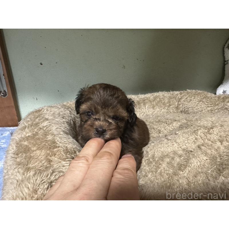 販売中の大阪府のミックス犬-413904の14枚目