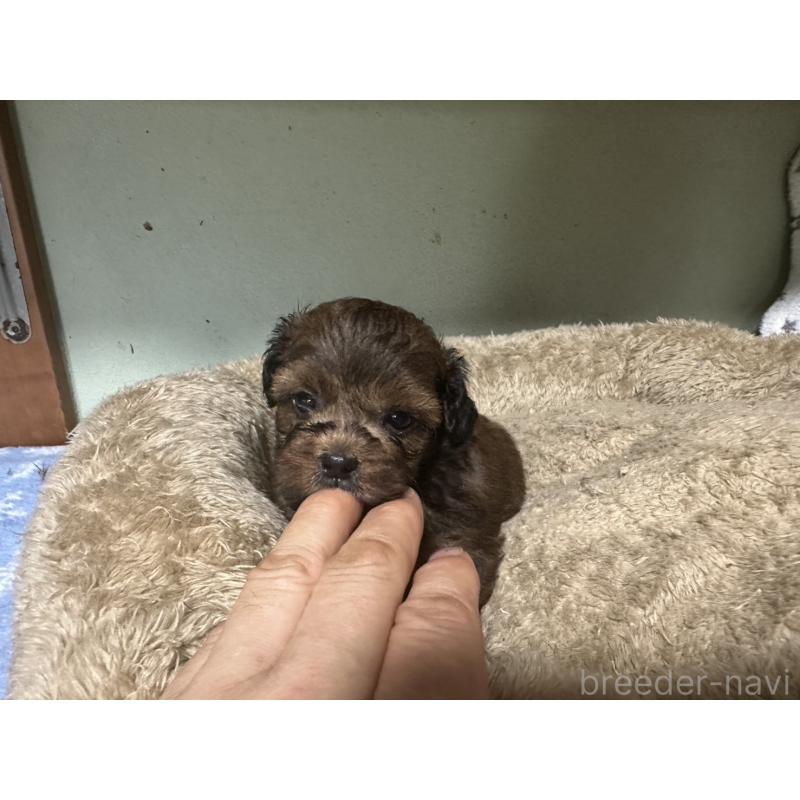 販売中の大阪府のミックス犬-413904の13枚目